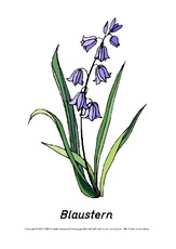 Frühlingsblüher-Tafelkarten-Blaustern.pdf